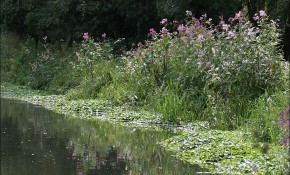 Invasion of the water weeds Himalyan Balsam can quickly stifle other plants along riverbanks.