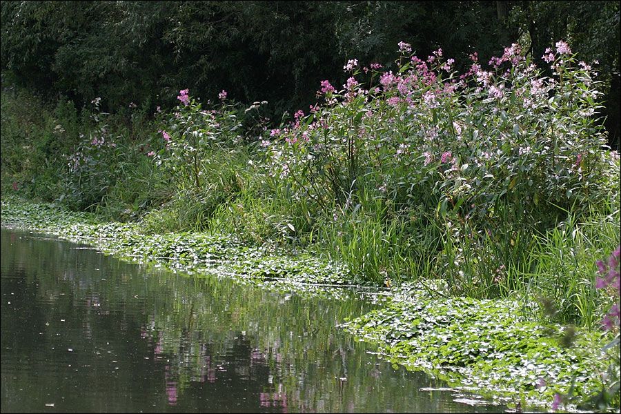 Himalyan balsam can quickly stifle other plants along riverbanks.
