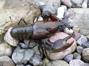 The American signal crayfish. The American signal crayfish.