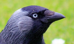 Jackdaw – The consensus of opinion seems to be that the huge flocks of birds wheeling above the Thames morning and evening are mainly like this chap – jackdaws