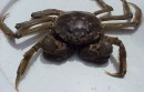 Invading our rivers: a Chinese mitten crab
