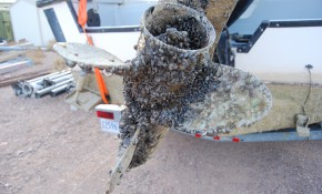 Small problem with a lot of mussel…