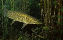 Pike