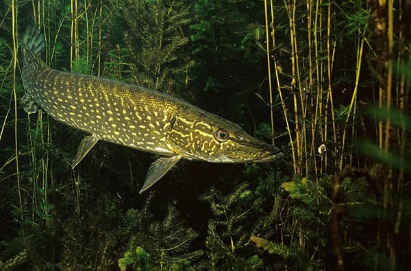 Pike