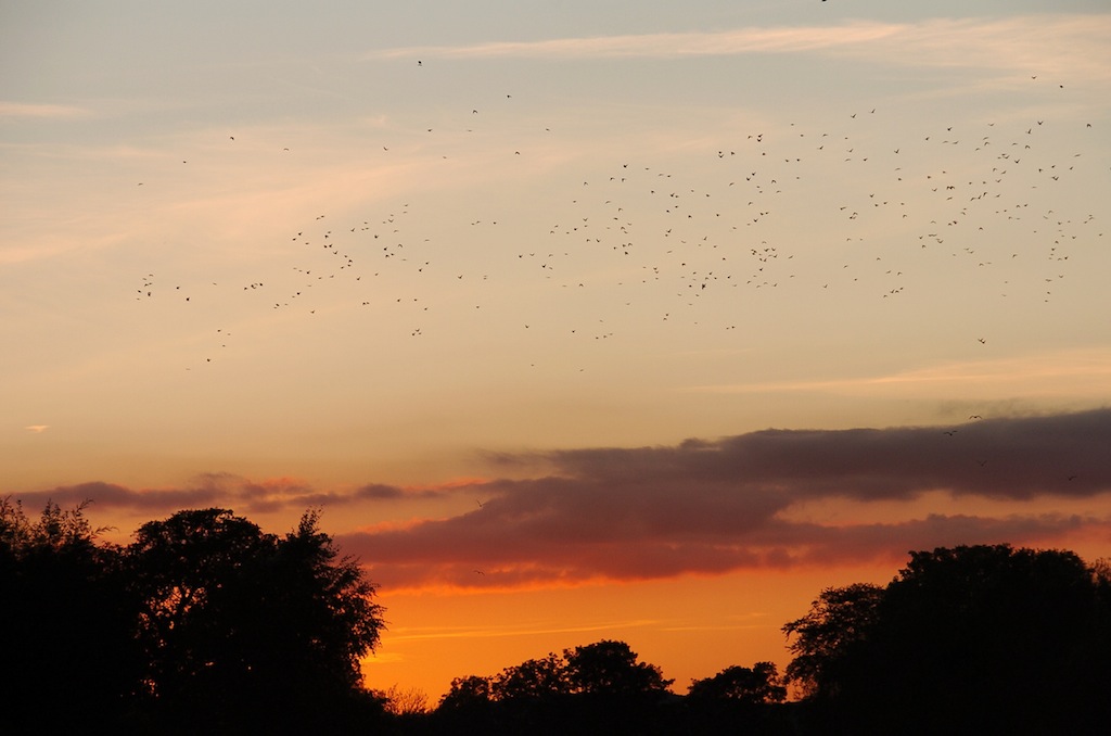 Rooks Rooks