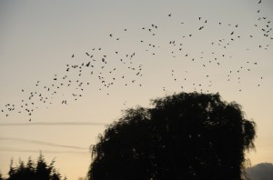 Flock of birds